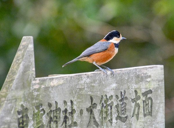 街中の森で暮らす野鳥たち 城山公園でバードウォッチング Iyomemo いよめも