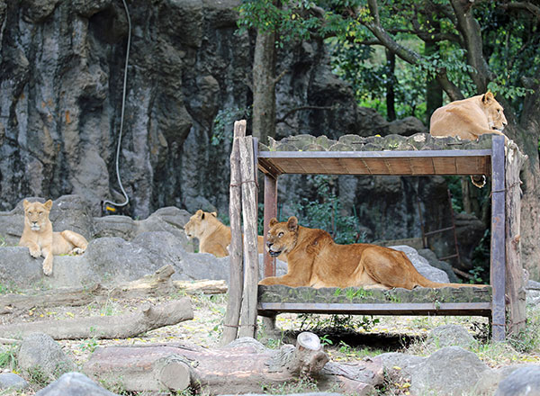 四国でおすすめの動物園11選!大人も子どもも楽しめるスポットを紹介