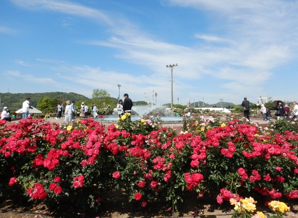 今治のバラ名所案内！春の人気イベント開催