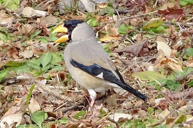 イカル(秋~春)