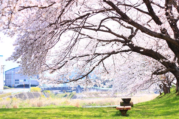 小山公園 桜1