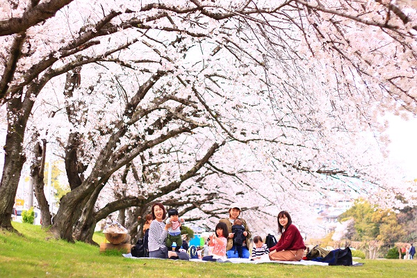 小山公園 桜2