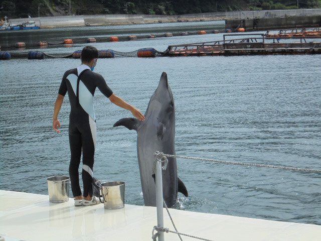 つくみイルカ島