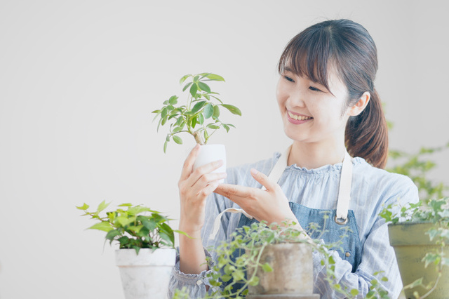 好みの観葉植物を見つけてお部屋を素敵な空間にしよう