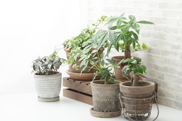 インテリアにおすすめの観葉植物の種類とは?