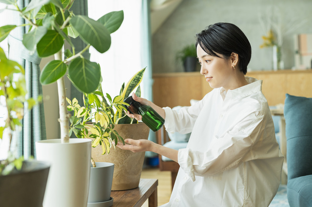 観葉植物の育て方について知りたい！