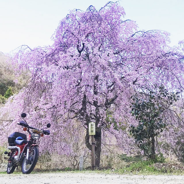 百十桜