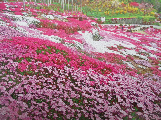 中津の芝桜