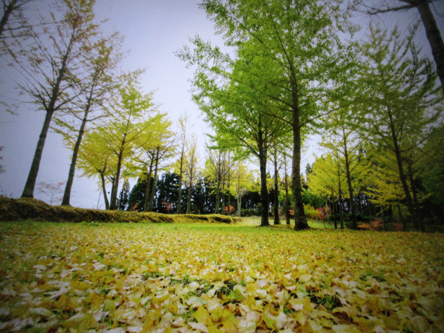 高野展望台のイチョウ並木