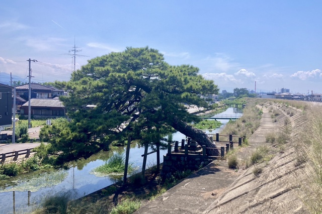 堤防の松(松の木町)