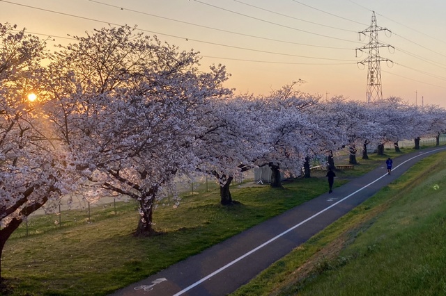 国領川緑地の桜並木(東雲町)