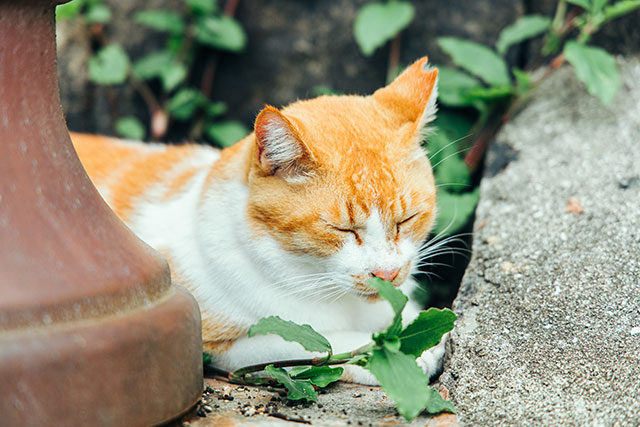 猫の細道