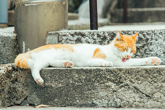 猫の細道