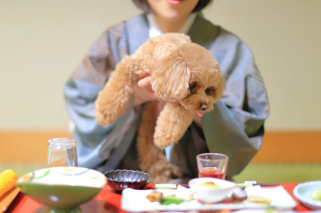 【愛媛】四国のペットと一緒に泊まれる宿