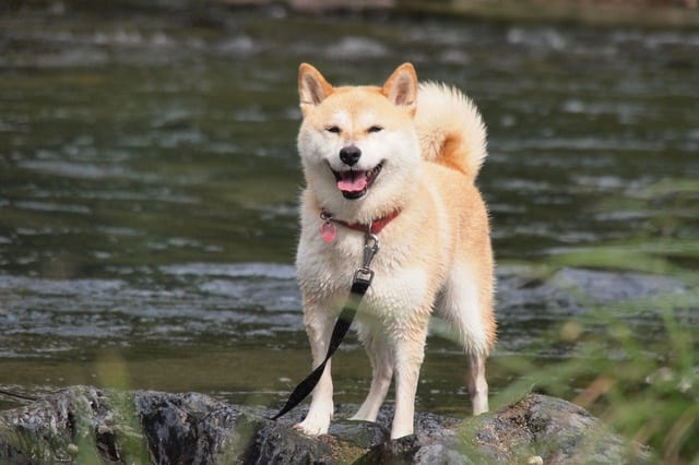 【香川】四国のペットと一緒に泊まれる宿