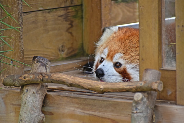 愛媛県のおすすめの動物園