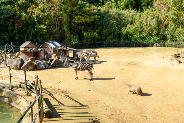 徳島県のおすすめの動物園