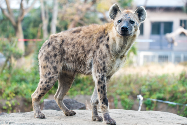 高知県のおすすめの動物園