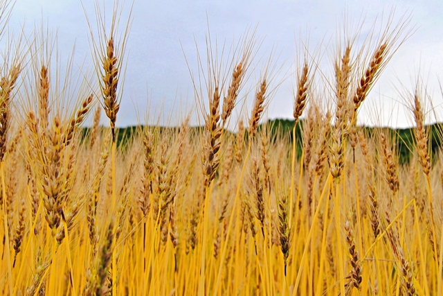 酒税一本化とは？