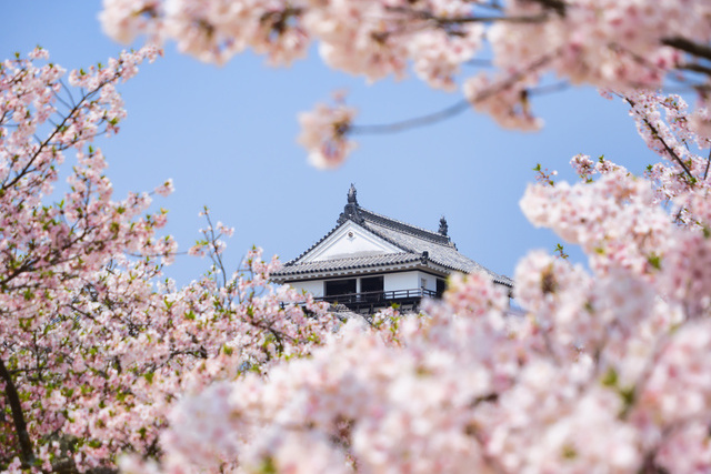 愛媛県の桜名所・穴場スポット