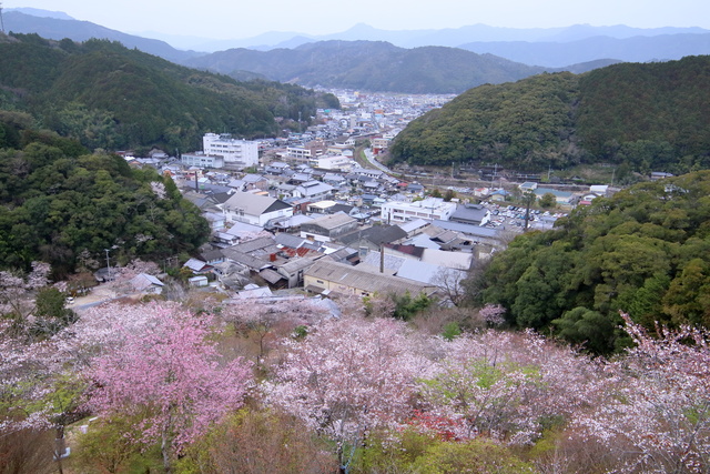 高知県の桜名所・穴場スポット
