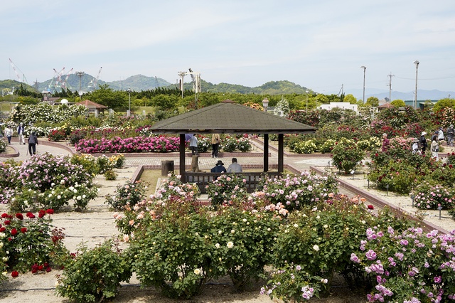 よしうみバラ公園（今治市吉海町）