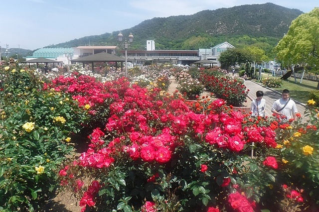 春の今治でバラ鑑賞