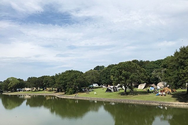 ウバメガシ林