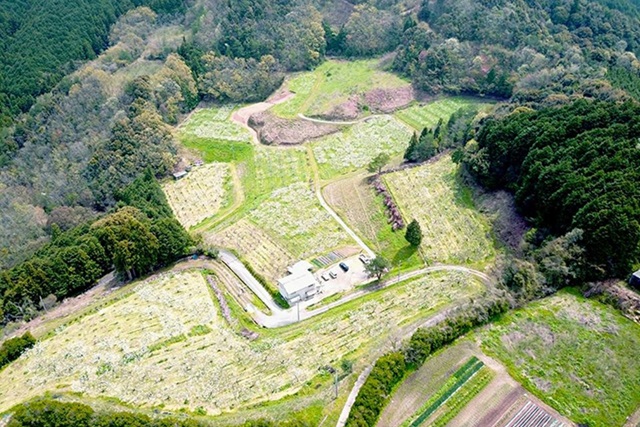 幸野観光なし園（大洲市）9月が旬の豊水梨を味わう梨狩り
