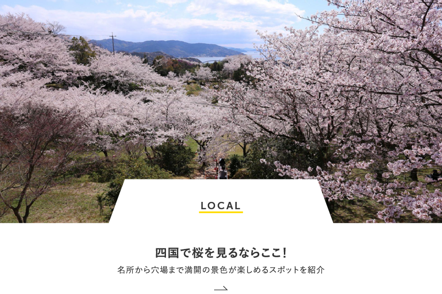 LOCAL 四国で桜を見るならここ！名所から穴場まで満開の景色が楽しめるスポットを紹介