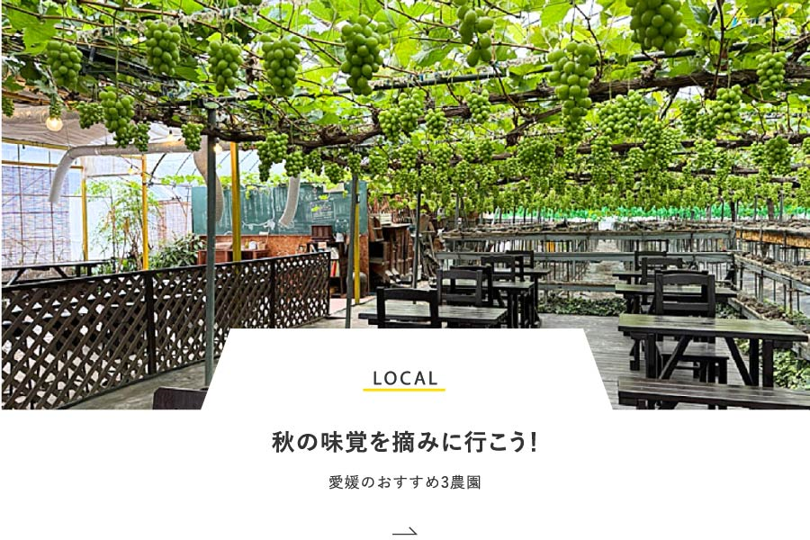 LOCAL 秋の味覚を摘みに行こう！愛媛のおすすめ3農園
