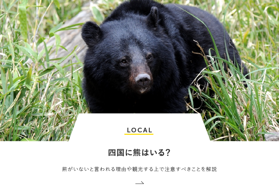 LOCAL 四国に熊はいる？熊がいないと言われる理由や観光する上で注意すべきことを解説